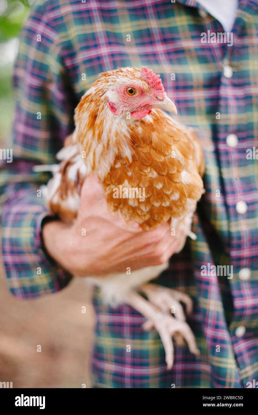 Rural Gardening Country Setting with Chickens Stock Photo - Alamy