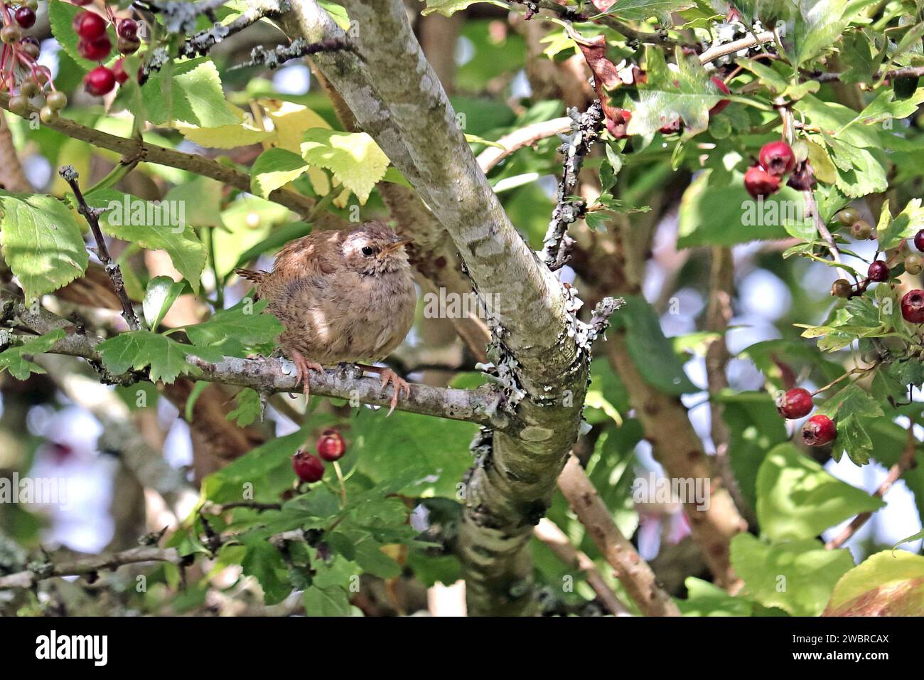 Wrem hi-res stock photography and images - Alamy