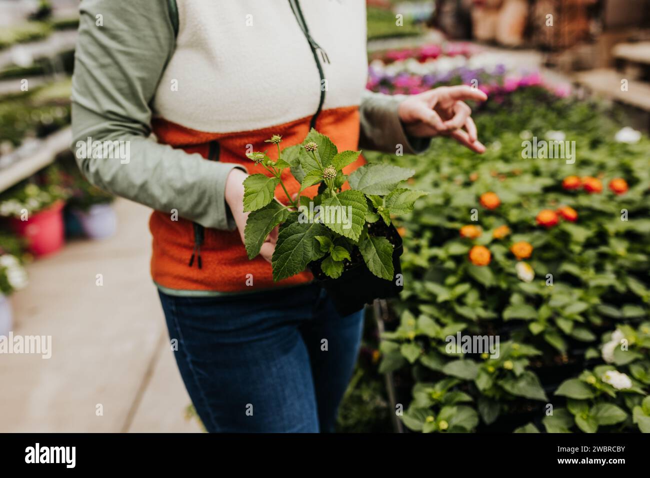 Close up of woman holding lantana plant while shopping in greenhouse Stock Photo