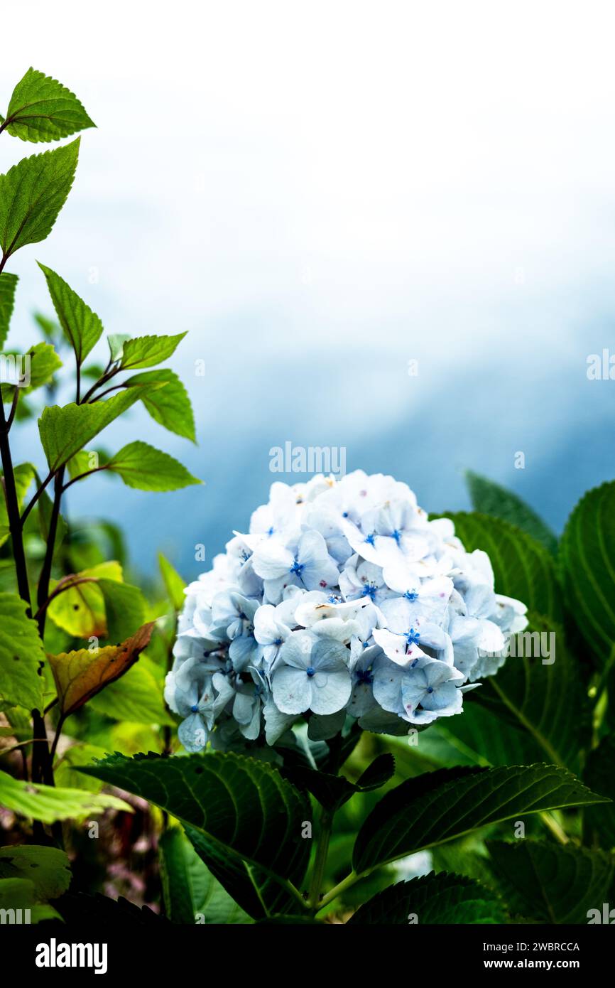 Hydrangeas blooming in the Azores Stock Photo Alamy