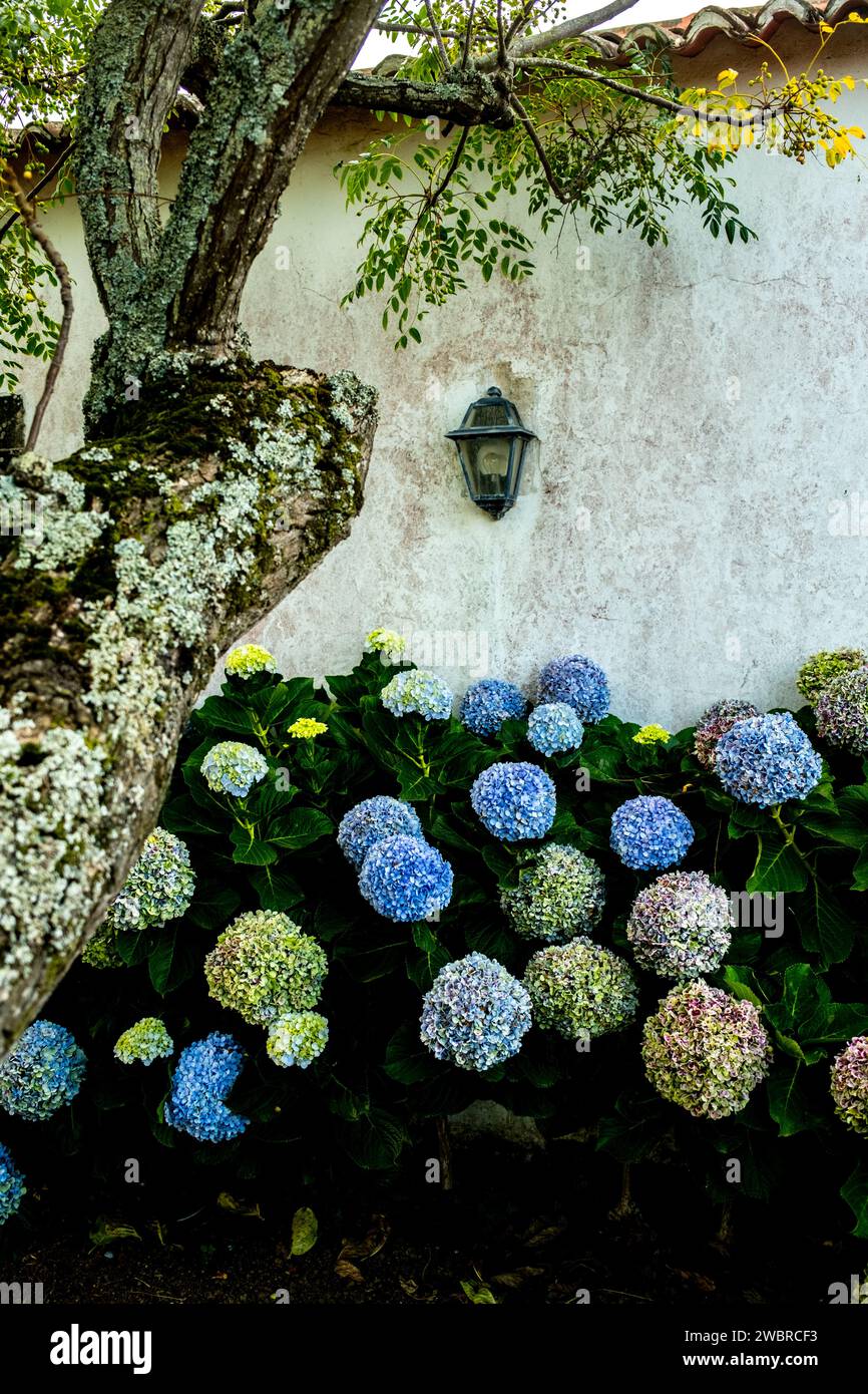 Hydrangeas blooming in the Azores Stock Photo Alamy