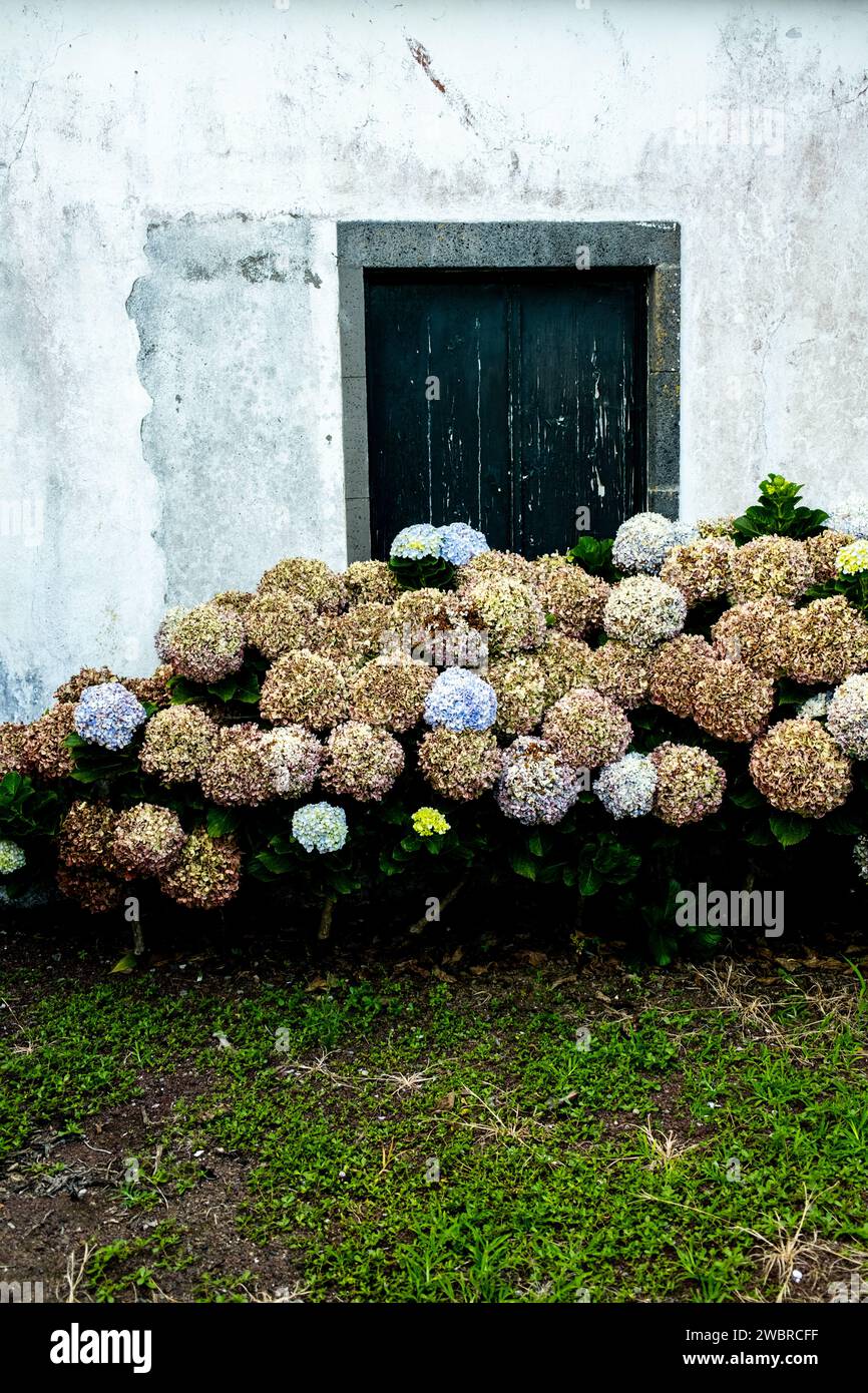 Hydrangeas blooming in the Azores Stock Photo Alamy