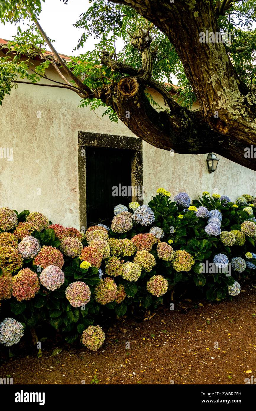 Hydrangeas blooming in the Azores Stock Photo Alamy