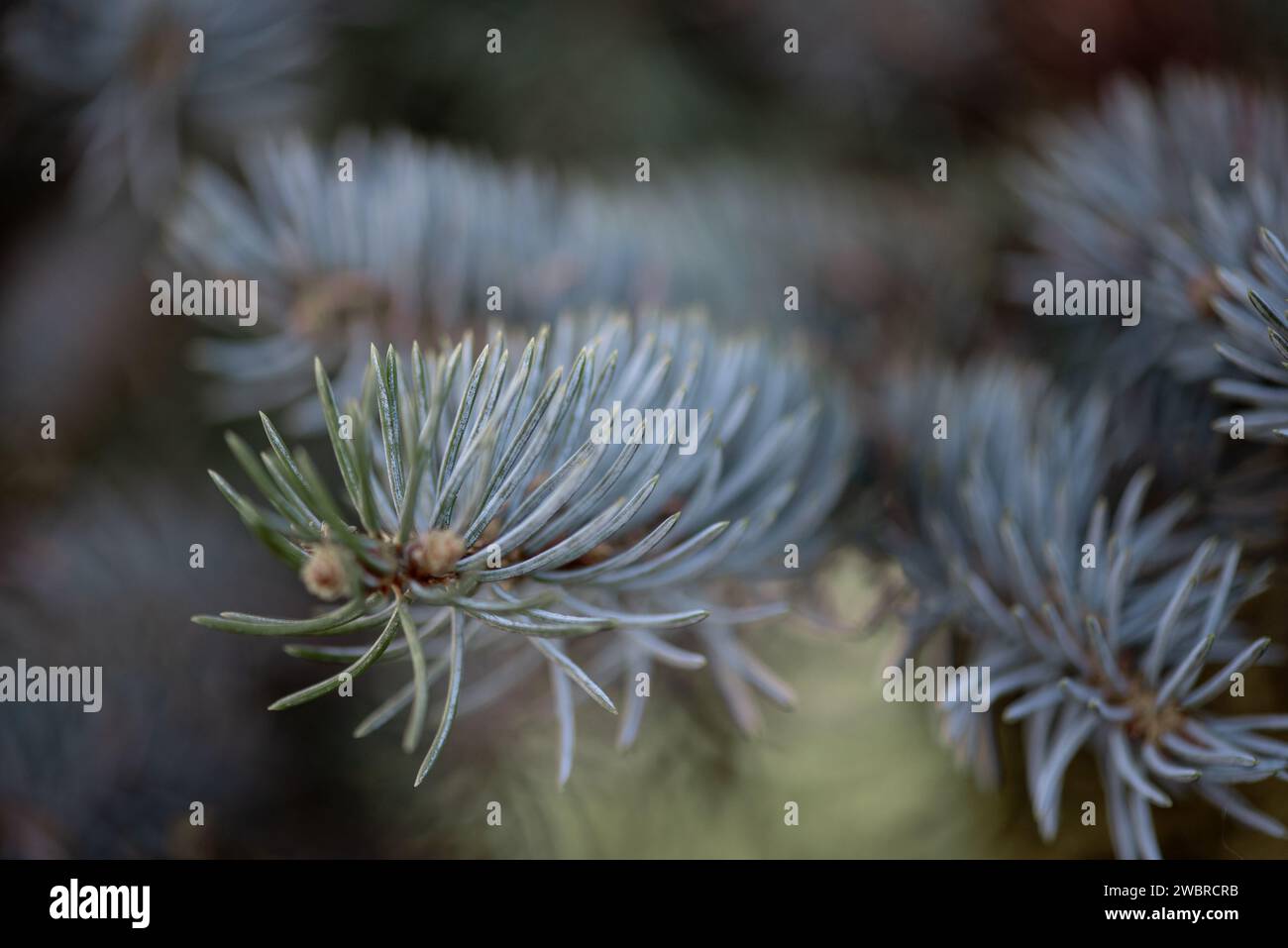 Pine needle branches  in winter Stock Photo