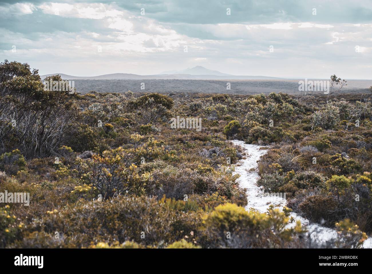 striking landscape of remote sand bush track coastal wildflowers Stock Photo