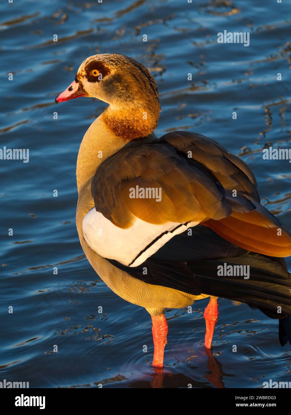 Egyptian Goose, River Thames, Reading, UK. Stock Photo