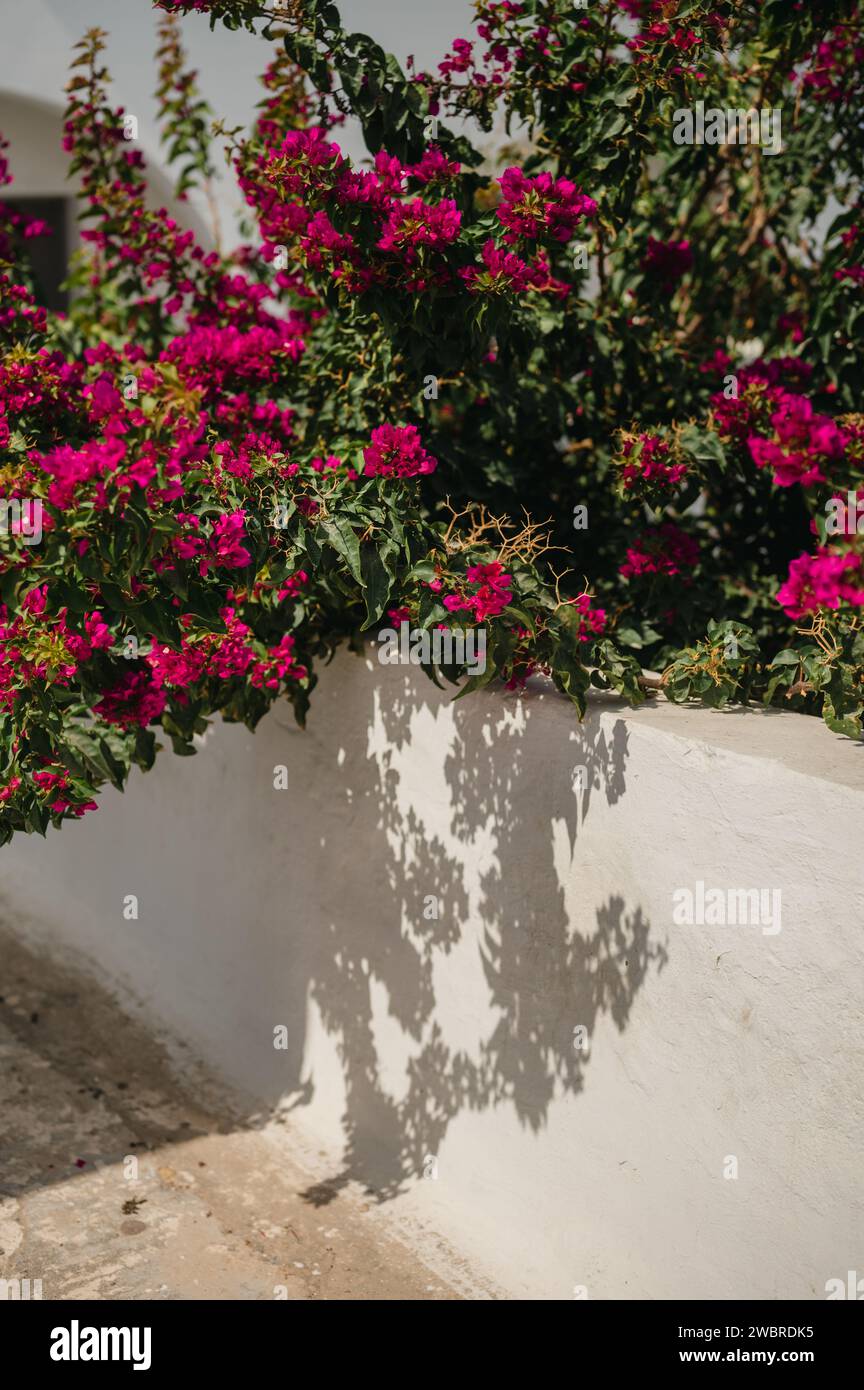 Bougainvillea growing along a white wall and casting flower shadow Stock Photo