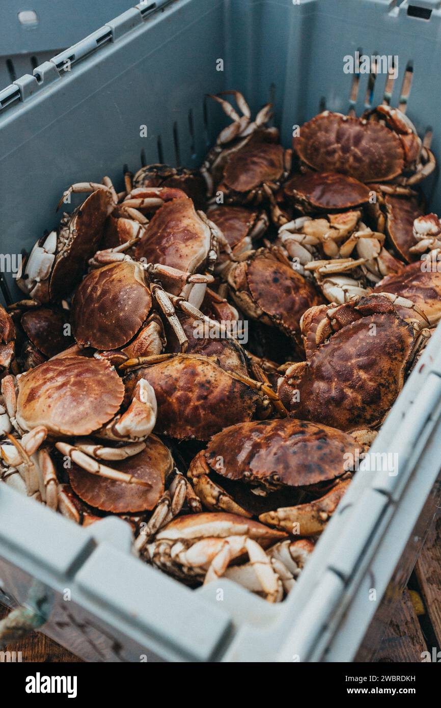Bin of Fresh Maine Crabs Stock Photo