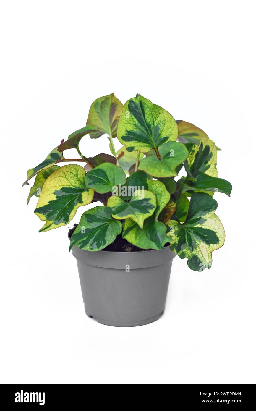 Potted multicolored 'Houttuynia Cordata Chameleon' plant  on white background Stock Photo