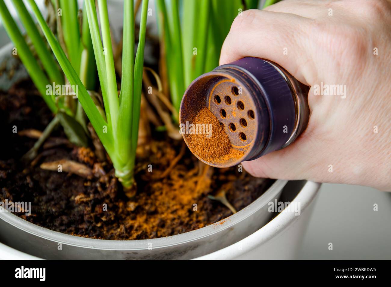 Using powdered cinnamon on house plant as fungicide which has