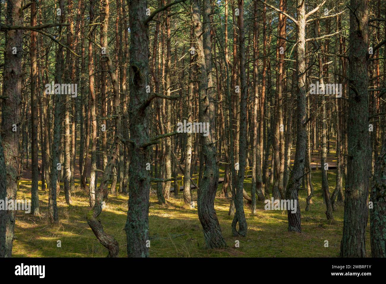 Curonian Spit's Dancing Forest, with its twisting pines creating a mystical pathway, bathed in the soft light of a serene day Stock Photo