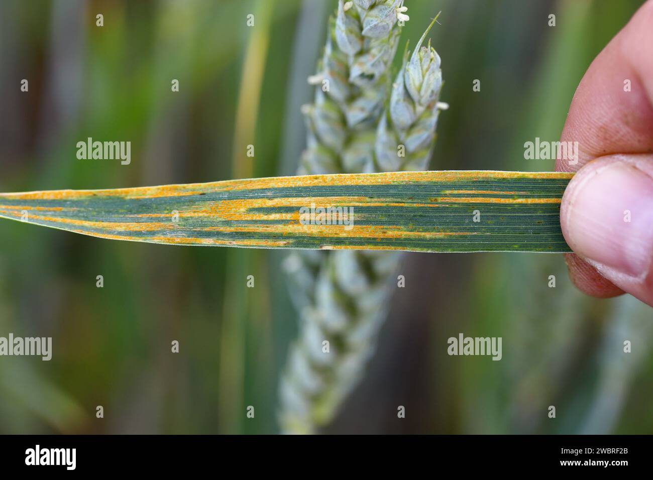 Yellow or stripe rust, Puccinia striiformis var striiformis, a severe infection on a wheat crop Stock Photo