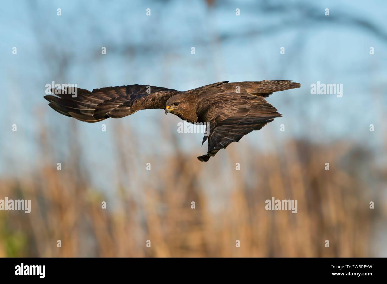 common buzzard, Buteo buteo Stock Photo