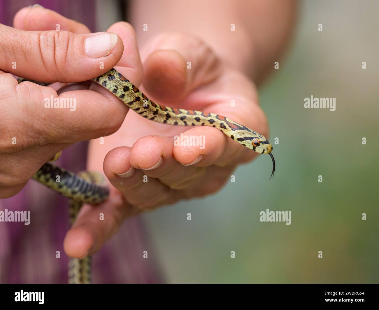 A very young leopard snake (Zamenis situla) in a hand, autumn in Croatia Stock Photo