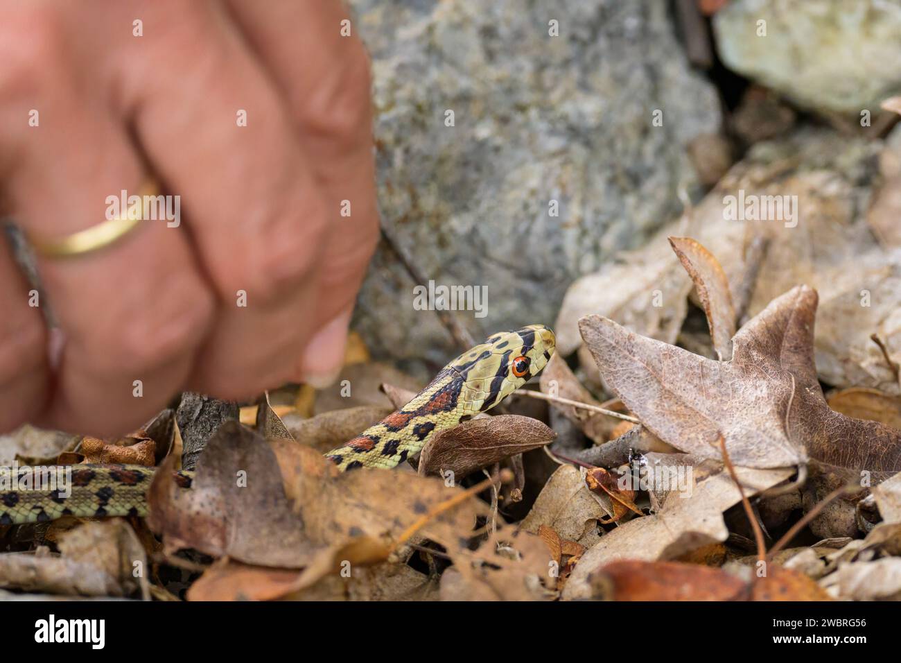 Hand of a woman catching a very young leopard snake on the ground, autumn in Croatia Stock Photo