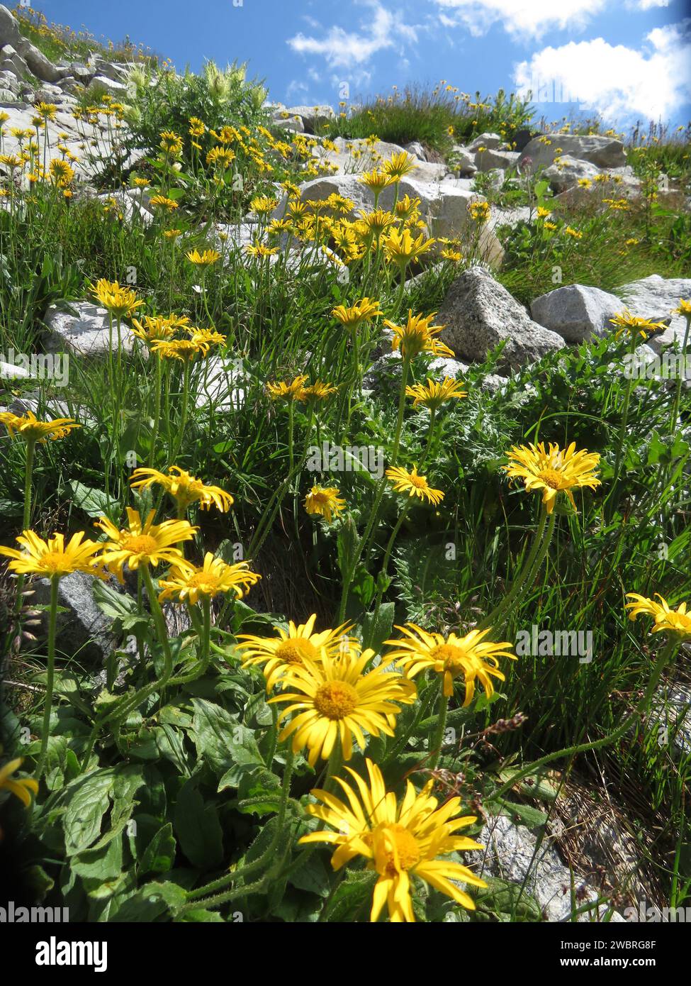 Switserland, Arnica montana doronicum grandiflorum in the Swiss alps. Stock Photo