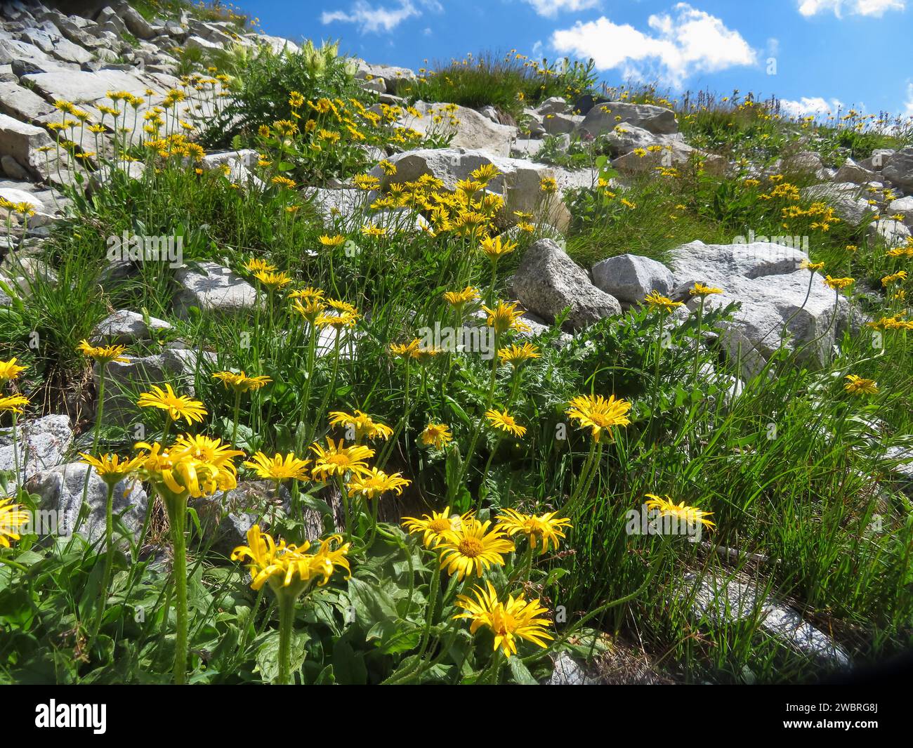 Switserland, Arnica montana doronicum grandiflorum in the Swiss alps. Stock Photo