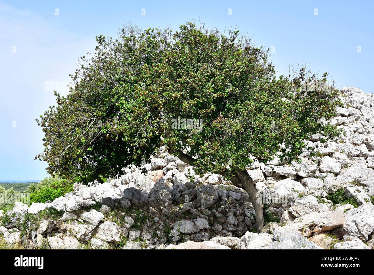 Mediterranean buckthorn (Rhamnus alaternus) is an evergreen shrub native to Mediterranean Basin. This photo was taken in Menorca Biosphere Reserve, Ba Stock Photo