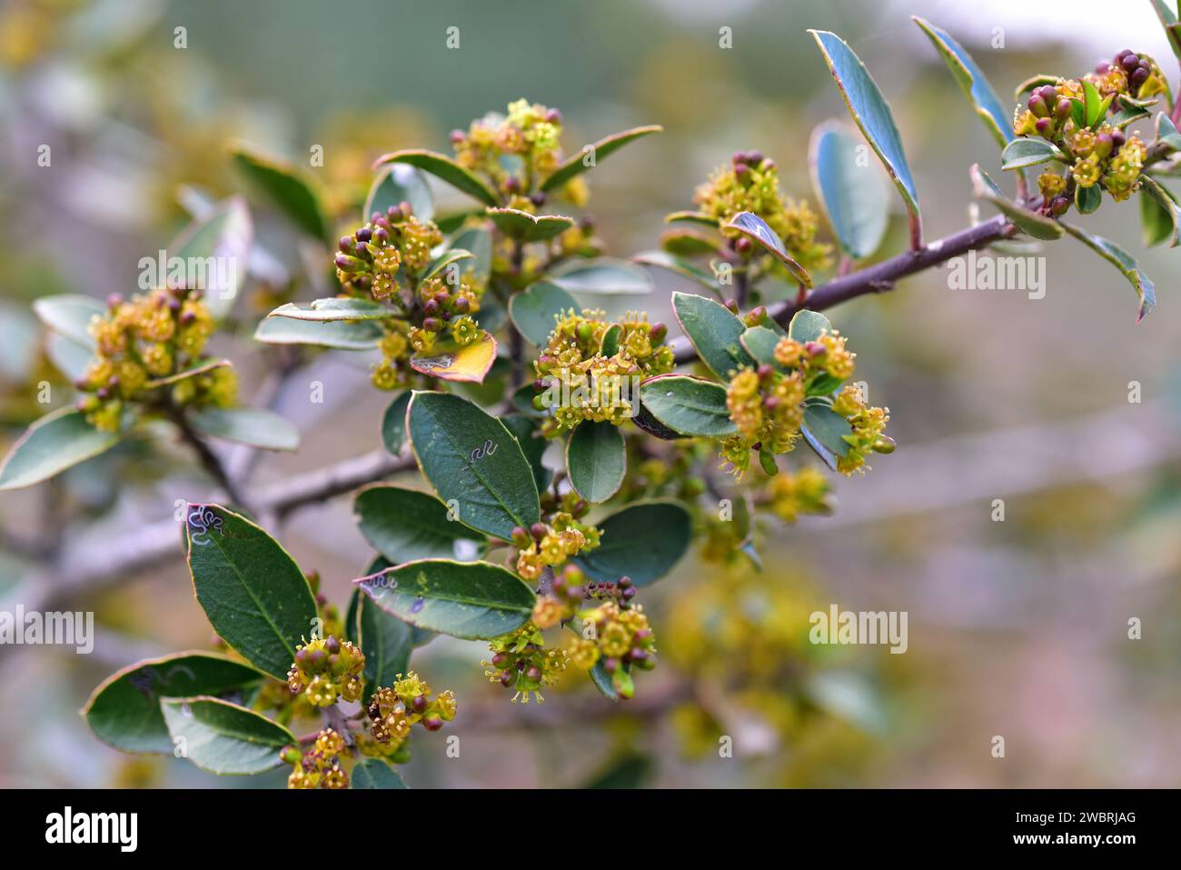 Mediterranean buckthorn (Rhamnus alaternus) is an evergreen shrub native to Mediterranean Basin. Flowers and leaves detail. This photo was taken in La Stock Photo