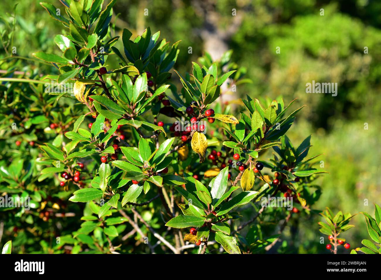 Mediterranean buckthorn (Rhamnus alaternus) is an evergreen shrub native to Mediterranean Basin. Fruits and leaves detail. This photo was taken in Men Stock Photo