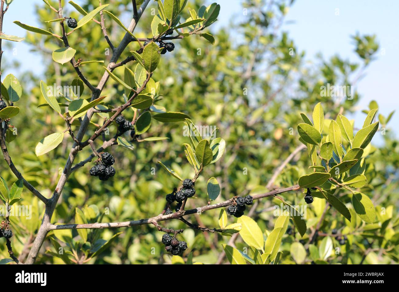 Mediterranean buckthorn (Rhamnus alaternus) is an evergreen shrub native to Mediterranean Basin. Mature fruits and leaves detail. This photo was taken Stock Photo