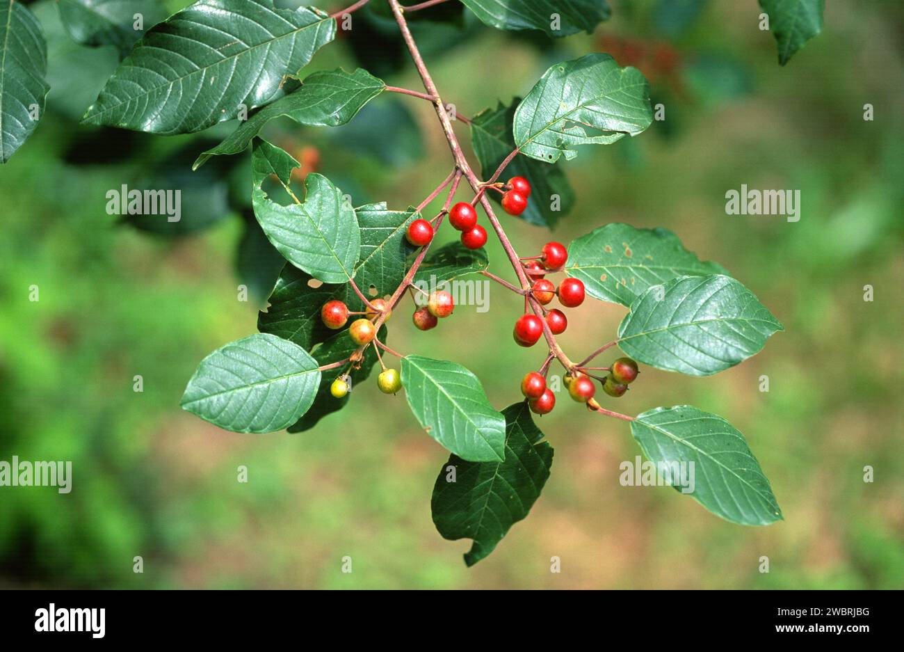 Alder buckthorn (Rhamnus frangula or Frangula alnus) is a deciduous shrub native to Europe, north Africa mountains and western Asia. This photo was ta Stock Photo