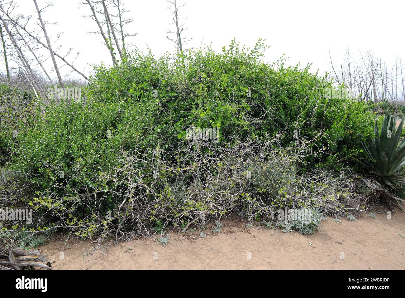 Arto (Ziziphus lotus) is a prickly deciduous shrub native to southeastern Spain, north Africa and Arabia. This photo was taken in Cabo de Gata Natural Stock Photo