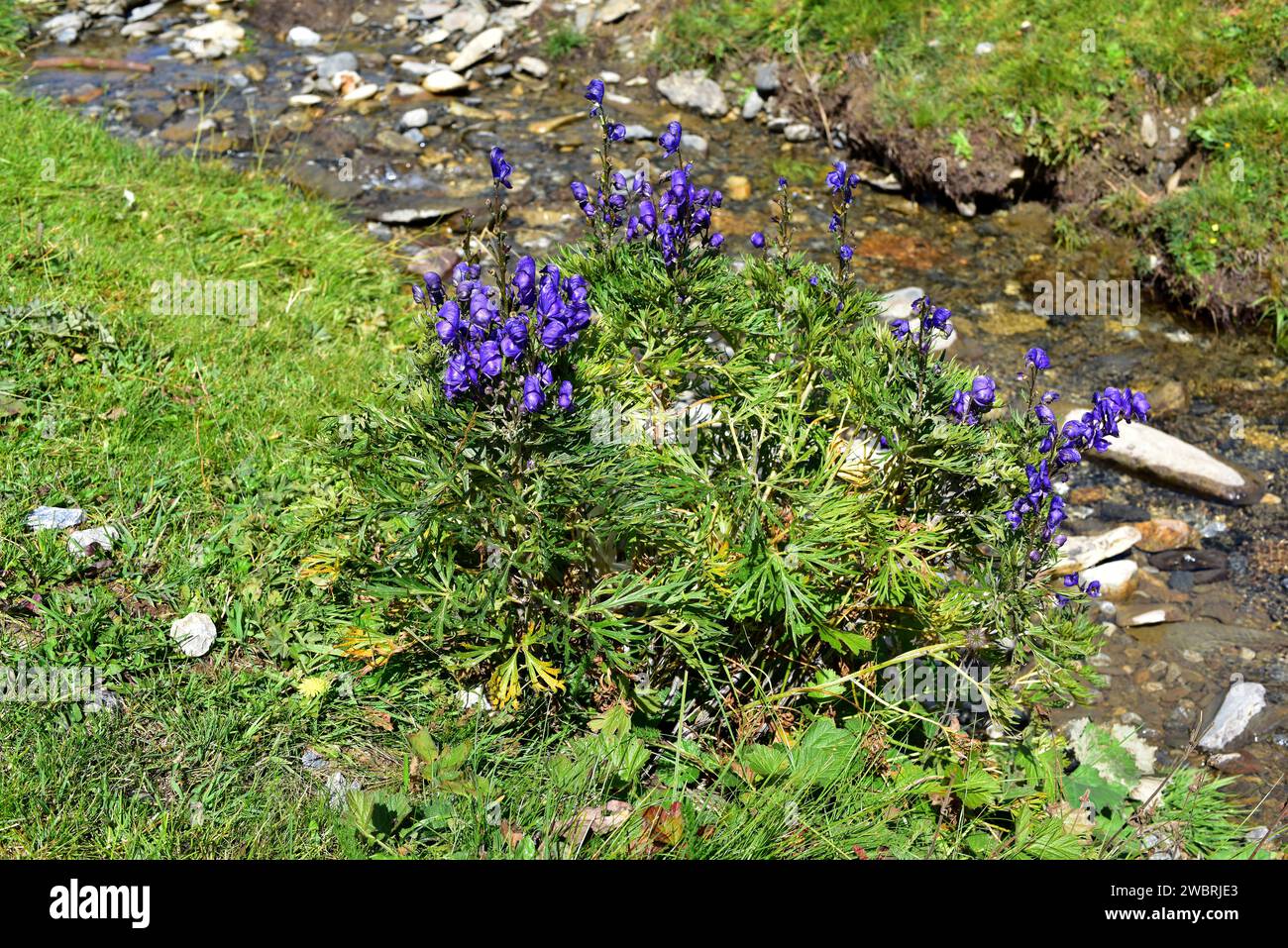 Aconite or monk's hood (Aconitum napellus) is a poisonous perennial herb endemic to western Europe. This photo was taken in Montgarri, Lleida province Stock Photo