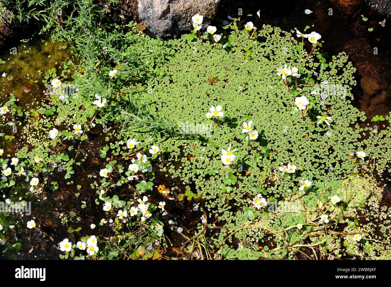 Common water-crowfoot (Ranunculus aquatilis) is an aquatic plant native to Europe, northwest Africa and west North America. Next to aquatic fern (Azol Stock Photo