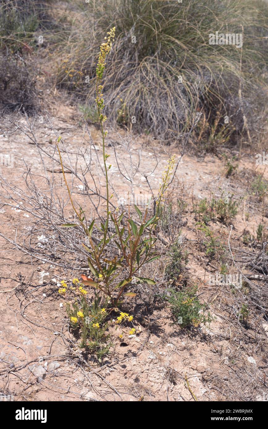 Gualdon (Reseda lanceolata) is a perennial herb native to southeastern Spain and Magreb. This photo was taken in Sorbas, Almeria province, Andalucia, Stock Photo