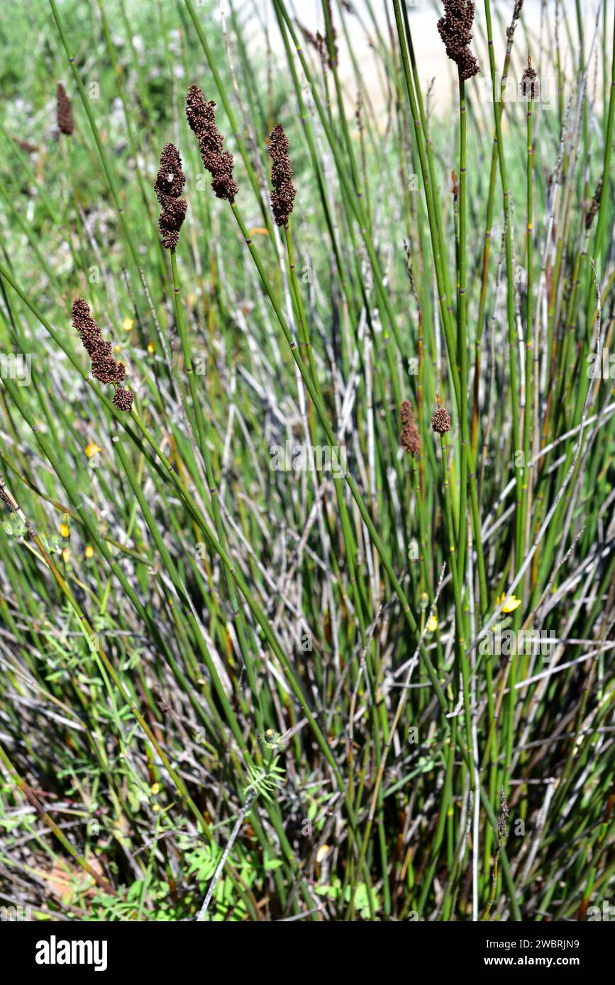 Cape thatching reed (Elegia tectorum or Chondropetalum tectorum or Restio tectorum) is a perennial plant native to South Africa. Stock Photo