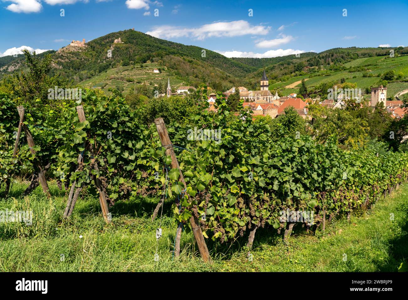 Weinberge und der Ort Ribeauville, Elsass, Frankreich  |  Vineyards around the town of Ribeauville, Alsace, France Stock Photo
