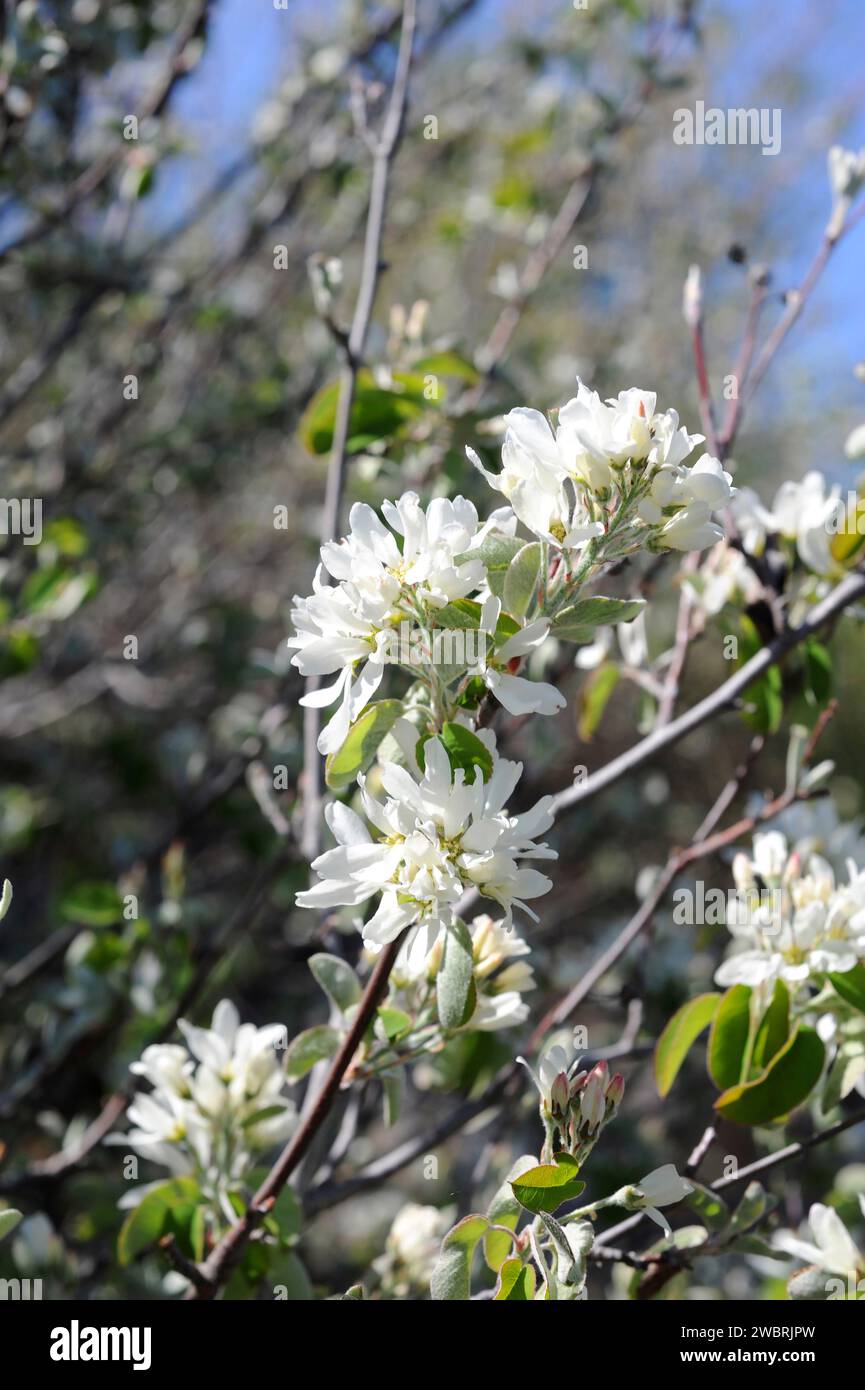 Snowy mespilus (Amelanchier ovalis) is an medicinal deciduous shrub native to central and southern Europe, north Africa and western Asia. Its fruits a Stock Photo