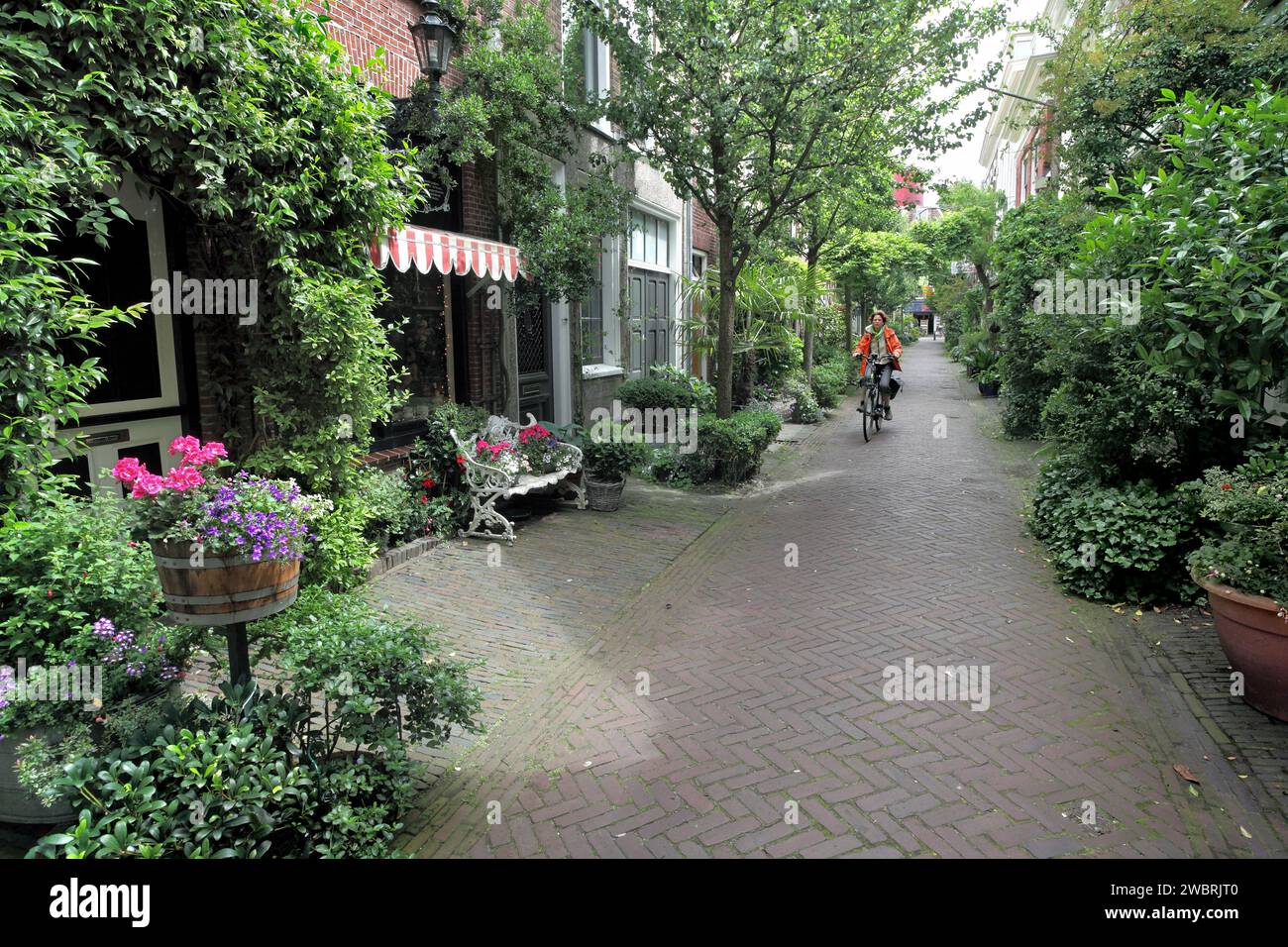 Lush vegetation (and cyclist) on a narrow traffic-free backstreet in Haarlem, The Netherlands. Stock Photo