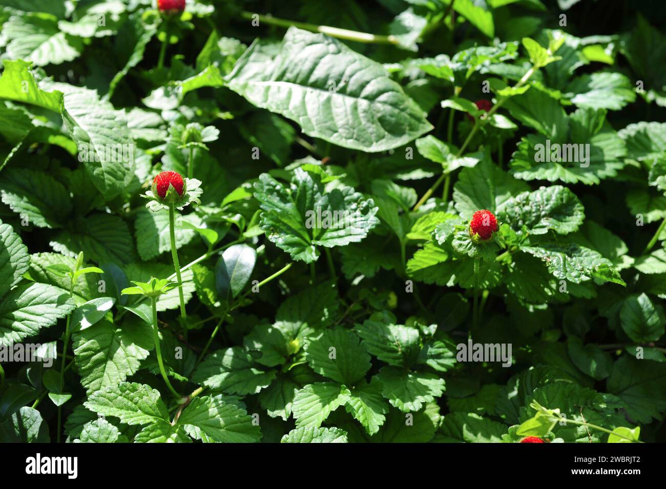 Asian wild strawberry (Fragaria nilgerrensis) is a perennial herb native to Asia mountains. Fruits (infrutescences) detail. Stock Photo