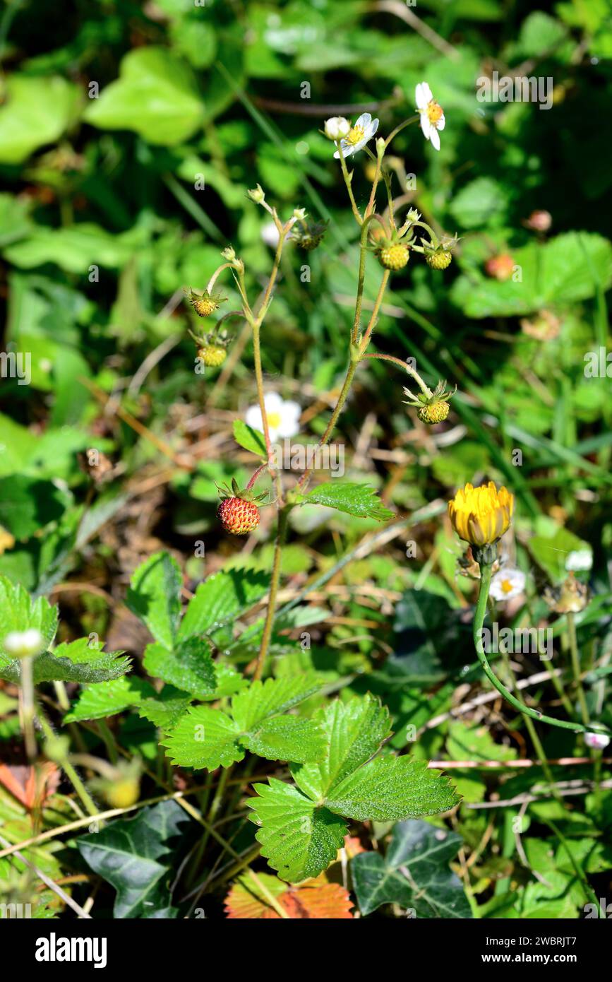 European wild strawberry (Fragaria vesca) is a perennial herb native to North Hemisphere. Its fruits are edible. This photo was taken in Valle de Aran Stock Photo