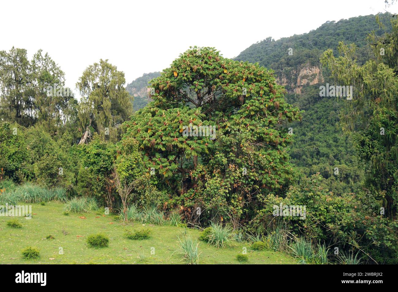 African redwood or African rosewood (Hagenia abyssinica) is a medicinal tree native to central and eastern Africa mountains. This photo was taken in S Stock Photo