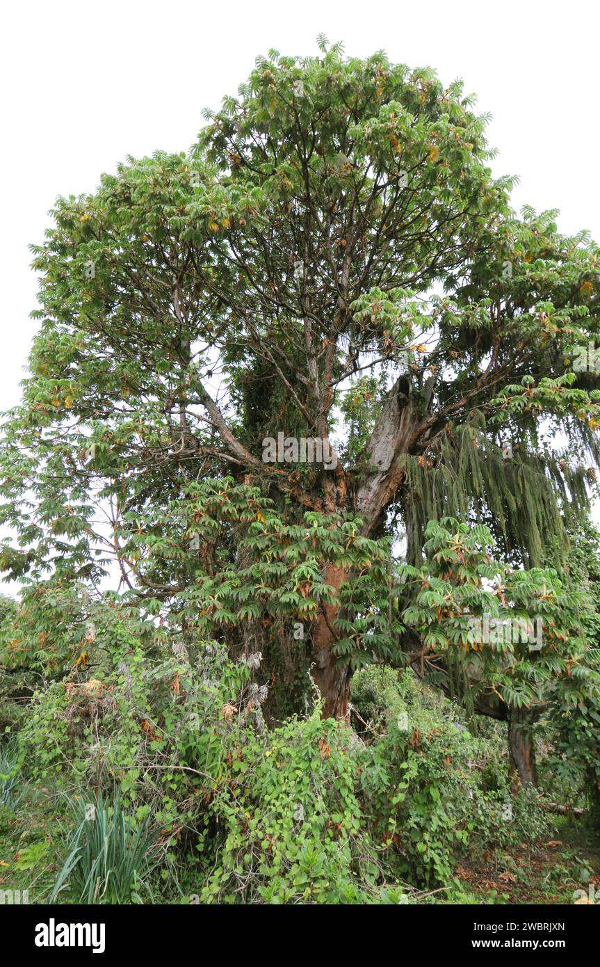 African redwood or African rosewood (Hagenia abyssinica) is a medicinal tree native to central and eastern Africa mountains. This photo was taken in S Stock Photo