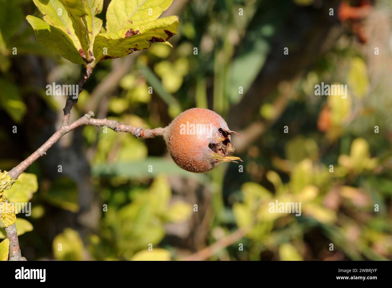 Common medlar (Mespilus germanica) is a shrub or small tree native to Asia and southeastern Europe. Its fruits (pomes) are edible. Stock Photo