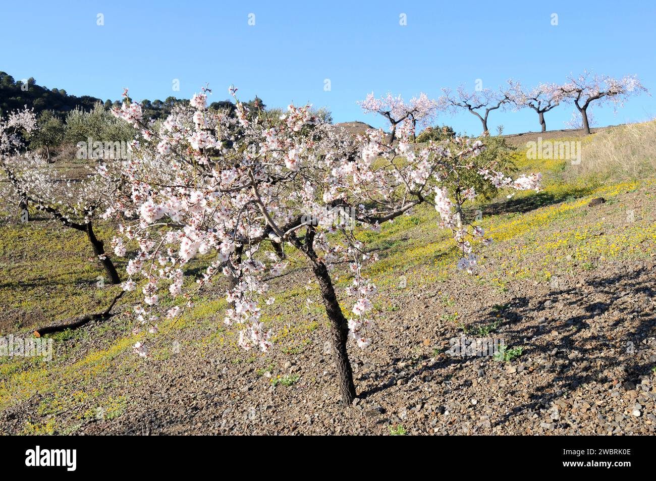 Almond (Prunus dulcis or Prunus amygdalus) is a deciduous tree native to Asia from Turkey to India but widely cultivated for its edible fruits (drupes Stock Photo