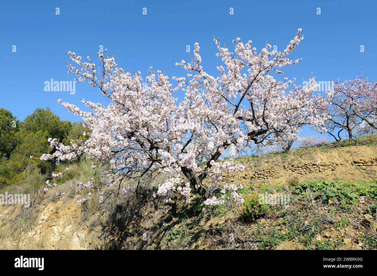 Almond (Prunus dulcis or Prunus amygdalus) is a deciduous tree native to Asia from Turkey to India but widely cultivated for its edible fruits (drupes Stock Photo