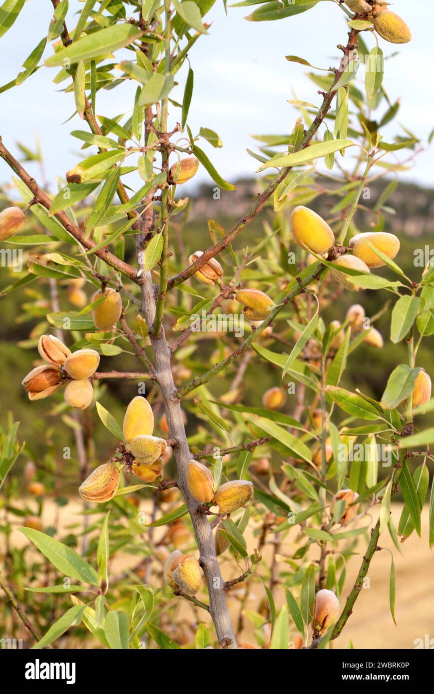 Almond (Prunus dulcis or Prunus amygdalus) is a deciduous tree native to Asia from Turkey to India but widely cultivated for its edible fruits (drupes Stock Photo