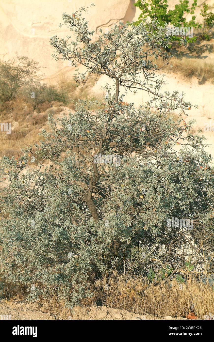 Wild almond (Prunus dulcis amara or Prunus amygdalus amara) is a deciduous shrub native to Asia from Turkey to India. Its seeds are toxics. This photo Stock Photo