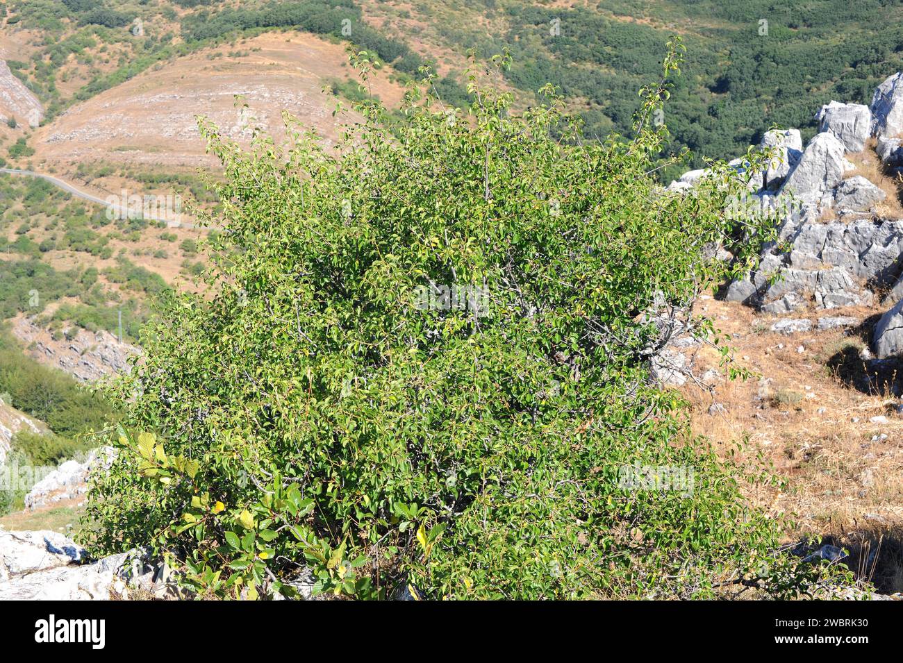St. Lucie cherry (Prunus mahaleb) is a deciduous shrub or small tree ...