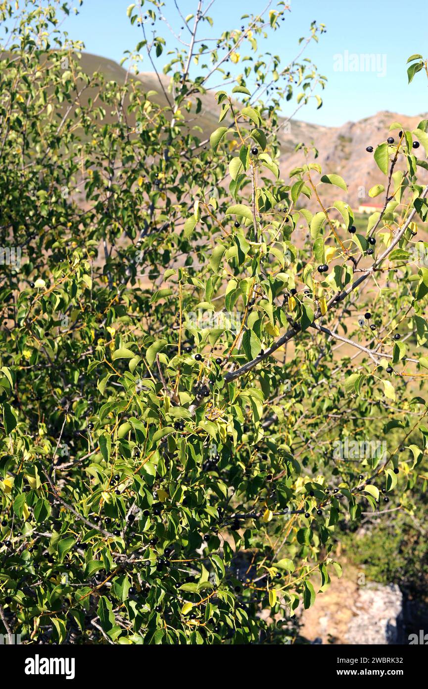 St. Lucie cherry (Prunus mahaleb) is a deciduous shrub or small tree ...