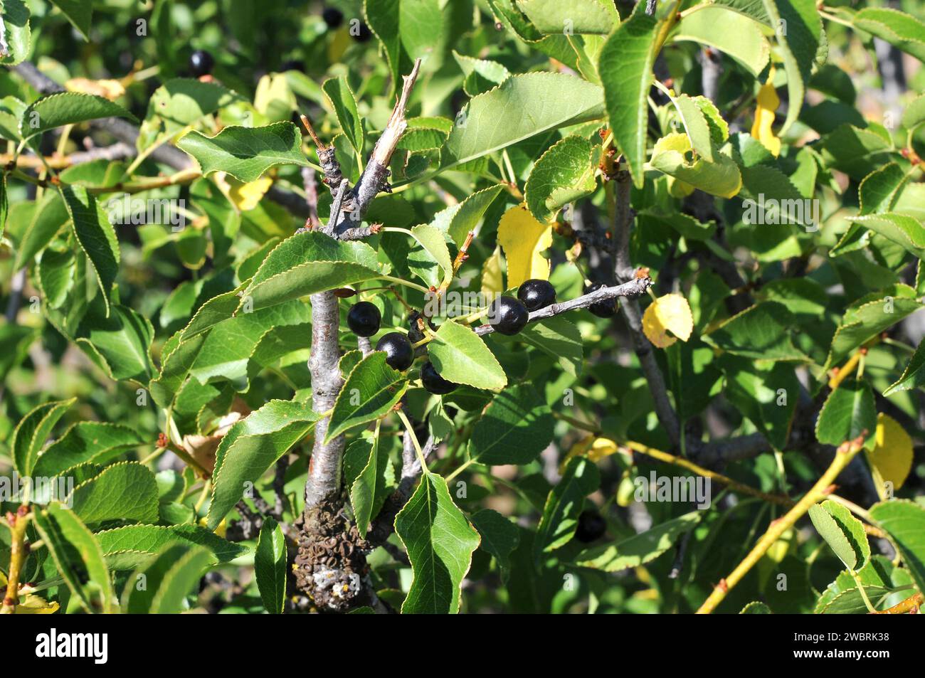 St. Lucie cherry (Prunus mahaleb) is a deciduous shrub or small tree native to Mediterranean Basin. Its seeds provide an essence used for cooking. Mat Stock Photo