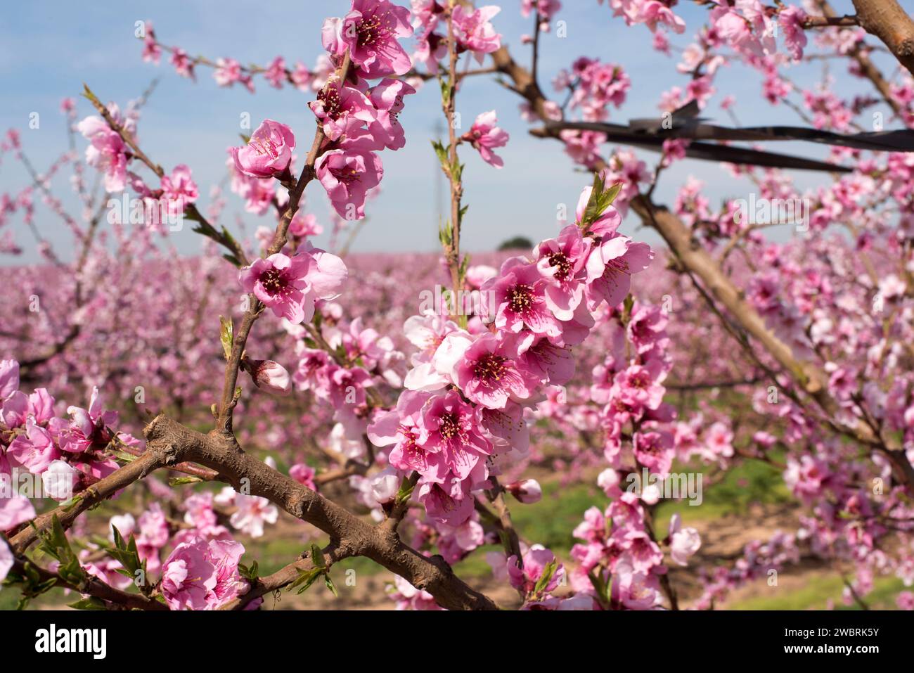 Peach (Prunus persica or Persica vulgaris) is a deciduous tree native ...