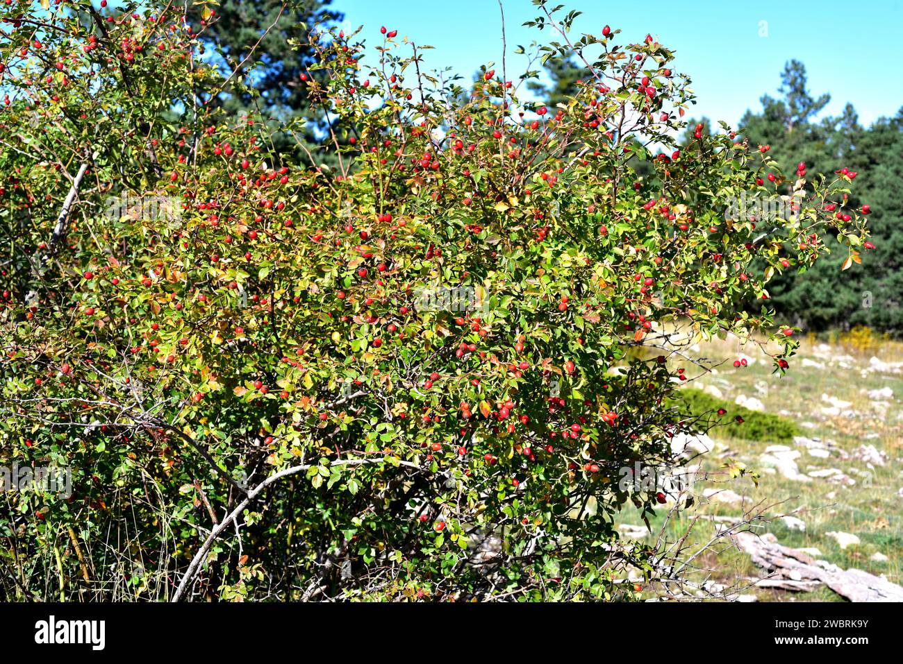 Dog rose (Rosa canina) is a deciduous thorny shrub native to Europe ...