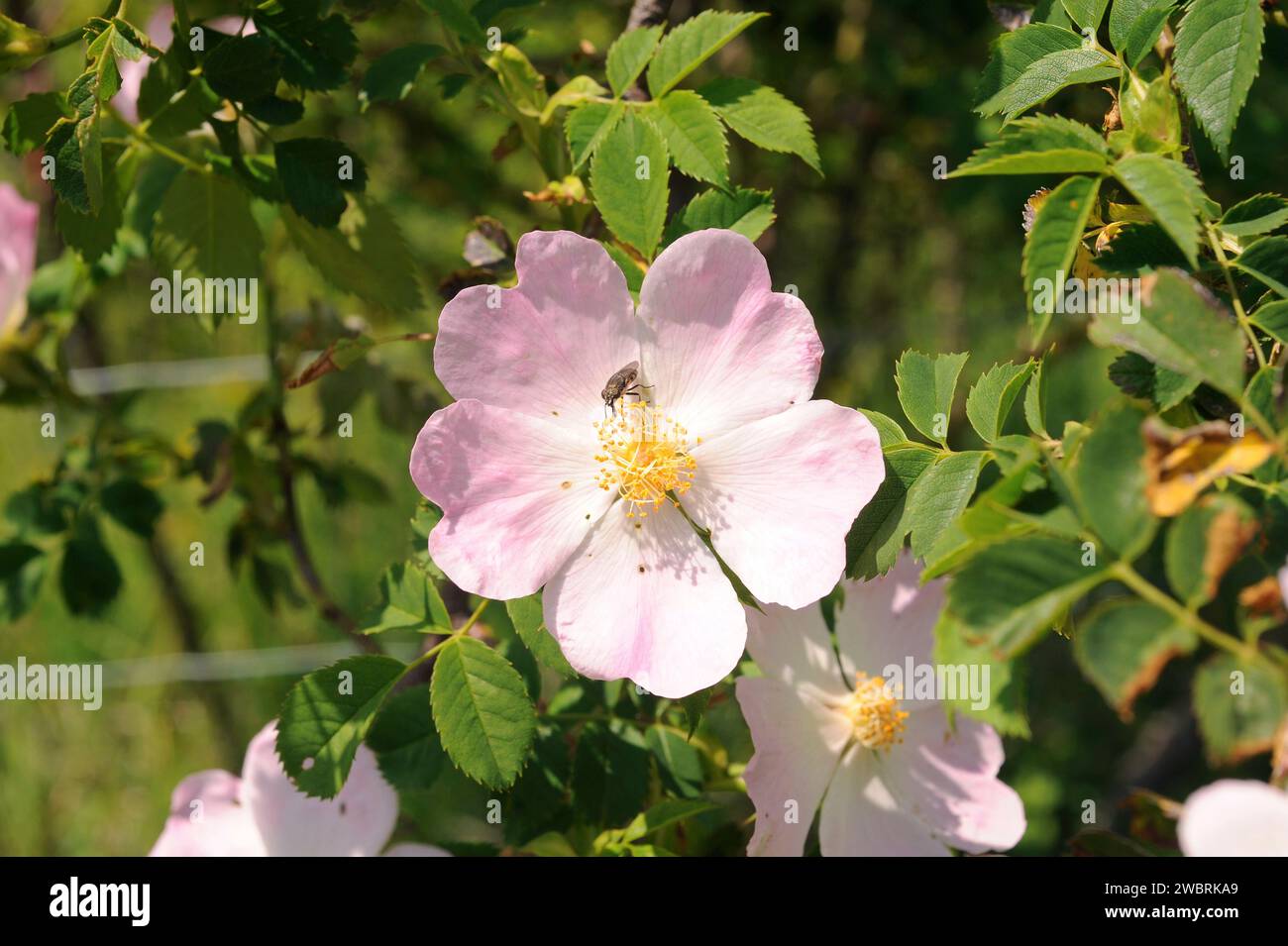 Dog rose (Rosa canina) is a deciduous thorny shrub native to Europe, northwest Africa and western Asia. Its fruits (hips) are very rich in vitamine C Stock Photo