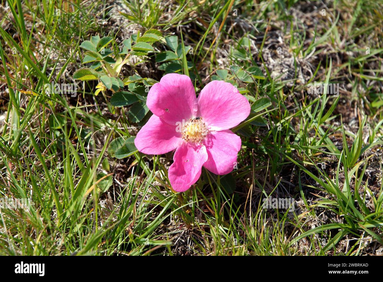Alpine rose (Rosa pendulina or Rosa alpina pendulina) is a deciduous shrub native to central and south Europe mountains. This photo was taken in Valle Stock Photo